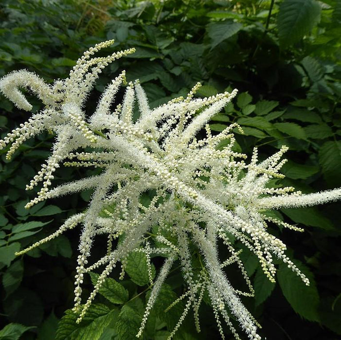 Aruncus dioicus  - Goat's Beard - Shipped