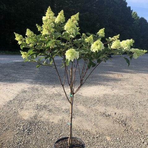 First Editions® Berry White® Hydrangea - Shipped