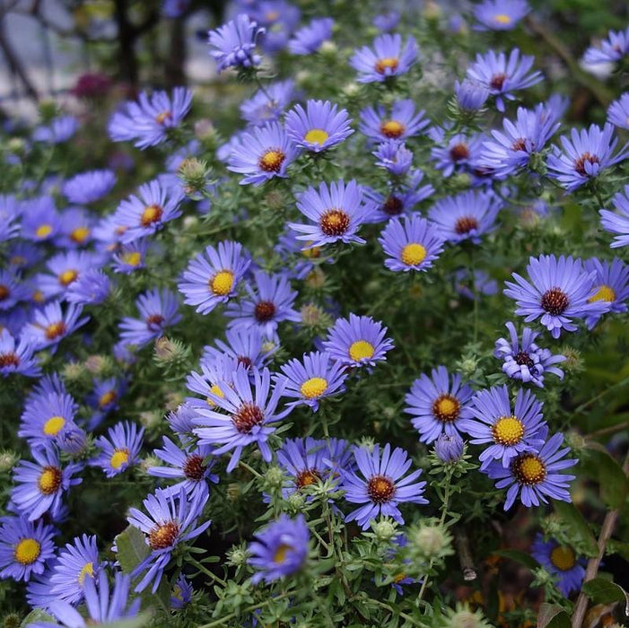 Aster oblongifolium 'October Skies'  - October Skies Aromatic Aster - Shipped
