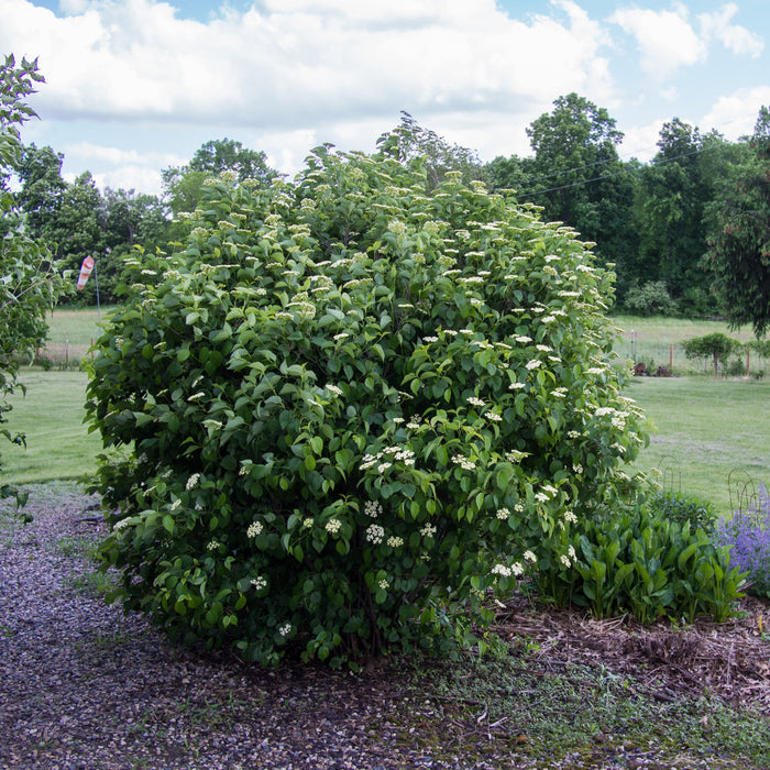 Viburnum dentatum 'Ralph Senior'  - Autumn Jazz® Viburnum - Shipped