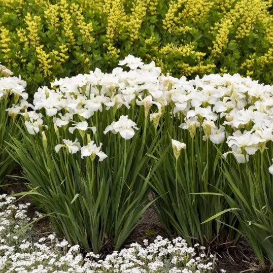 Iris sibirica 'Swans in Flight'  - Swans In Flight Siberian Iris - Shipped