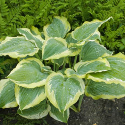Hosta 'Seducer' 22,413  - PW® Shadowland® Seducer Hosta - Shipped