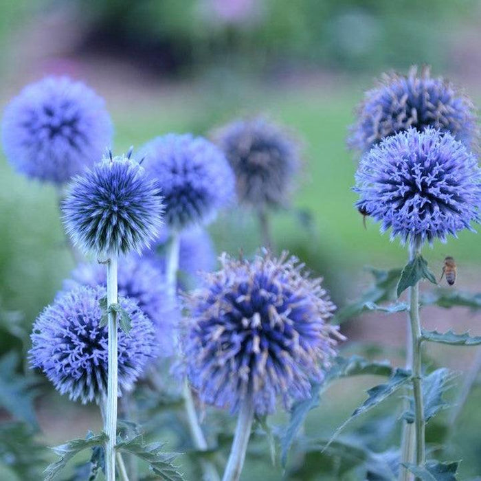 Echinops bannaticus 'Blue Glow'  - Blue Glow Globe Thistle - Shipped