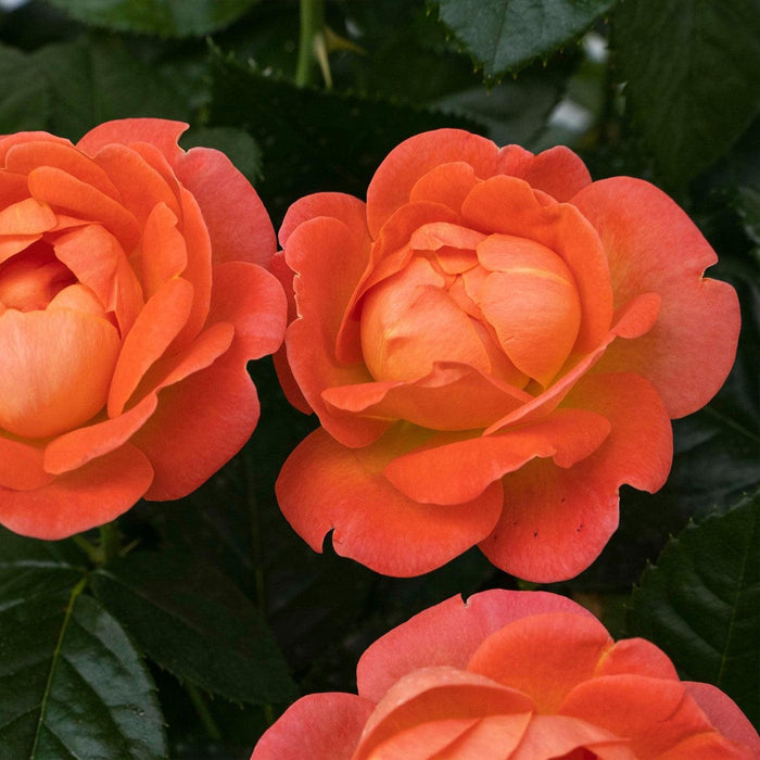 Rosa 'Radslam' PP 35,826  - Orange Glow™ Knock Out® Rose - Shipped