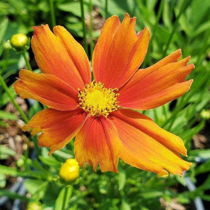 Coreopsis x 'Darling Clementine'  - Lil' Bang™ Darling Clementine Tickseed - Shipped