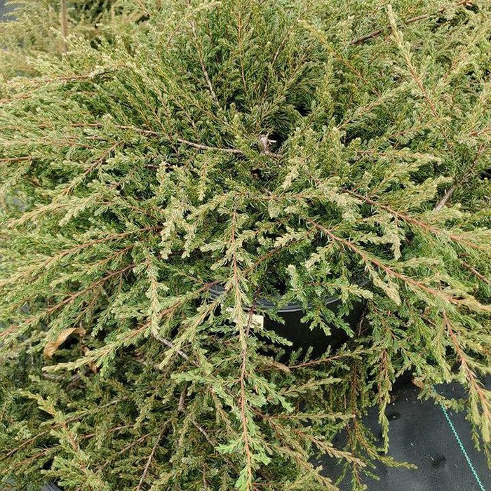 Juniperus communis 'Mondap'  - Alpine Carpet® Juniper - Shipped
