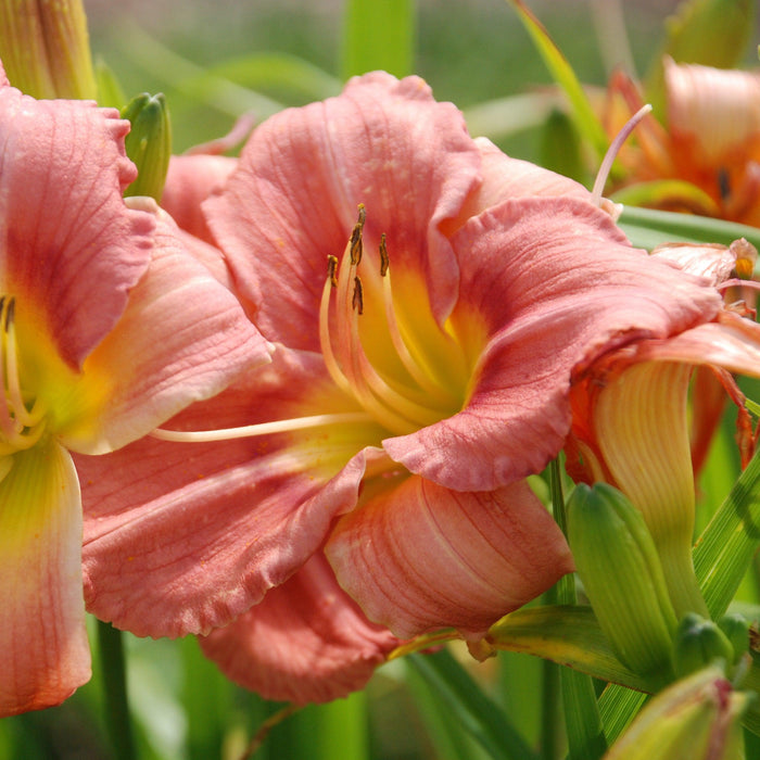 Hemerocallis 'Rosy Returns'  - Rosy Returns Daylily - Shipped