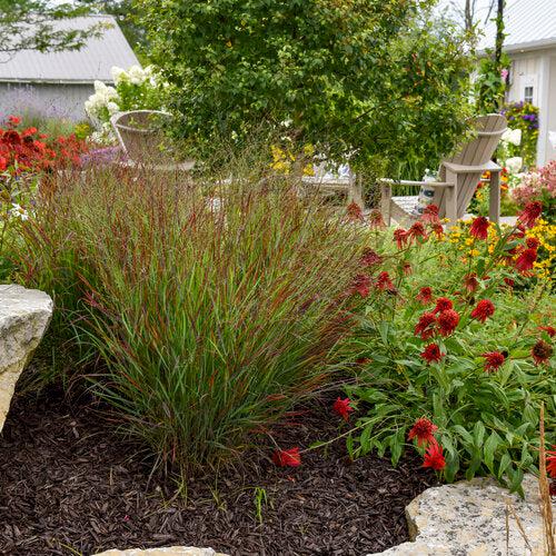 Prairie Winds® Cheyenne Sky Switch Grass - Shipped