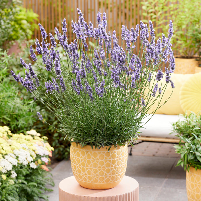 Sensational!® Lavender - Shipped