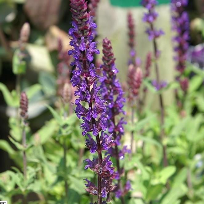 Salvia nemorosa 'Caradonna'  - Caradonna Meadow Sage - Shipped