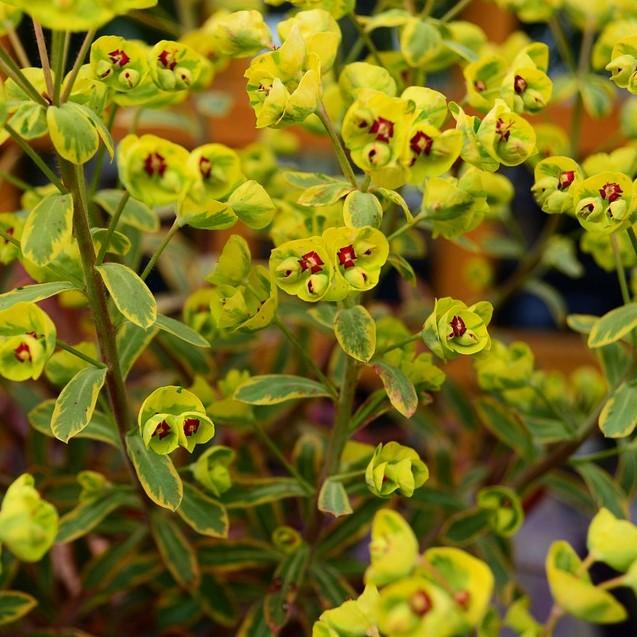 Euphorbia x martinii 'Ascot Rainbow'  - Ascot Rainbow Spurge - Shipped