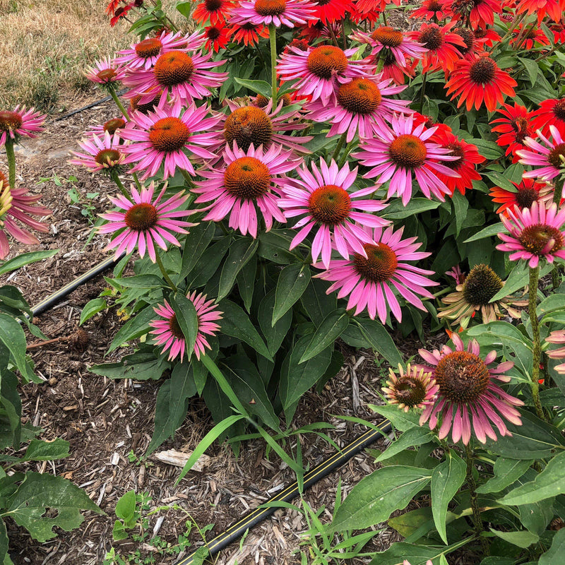 Green Twister Echinacea, Coneflower - Shipped