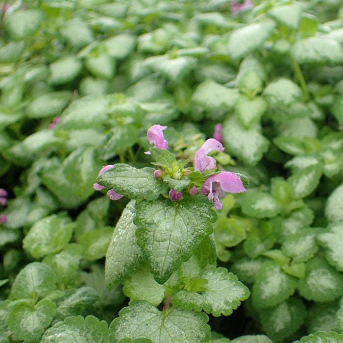 Lamium maculatum 'Red Nancy'  - Red Nancy Spotted Deadnettle - Shipped