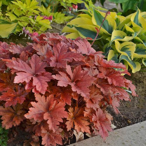Heuchera 'Hopscotch'  - PW® Fun and Games® Hopscotch Coral Bells - Shipped