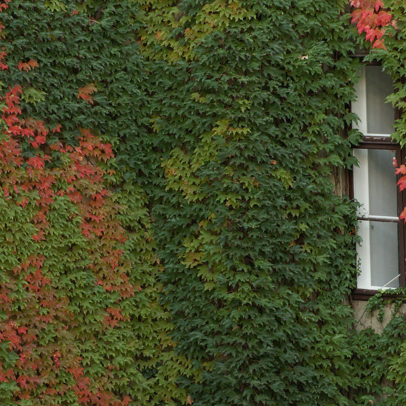 Boston Ivy - Shipped