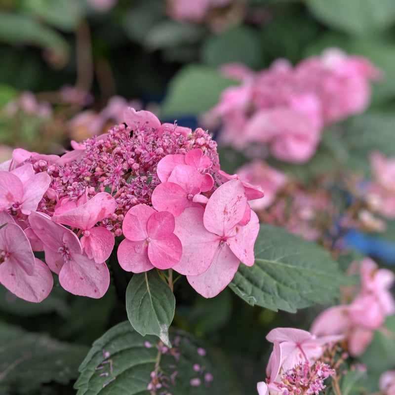 Endless Summer® Twist N Shout™ Hydrangea - Shipped