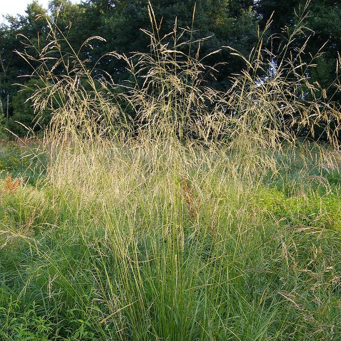 Deschampsia cespitosa  - Tufted Hairgrass - Shipped