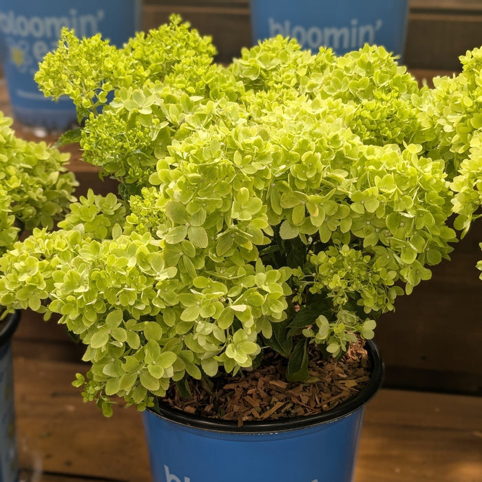 Hydrangea paniculata 'P19557‘  - Bloomin' Easy® Bubble Bath™ Hydrangea - Shipped