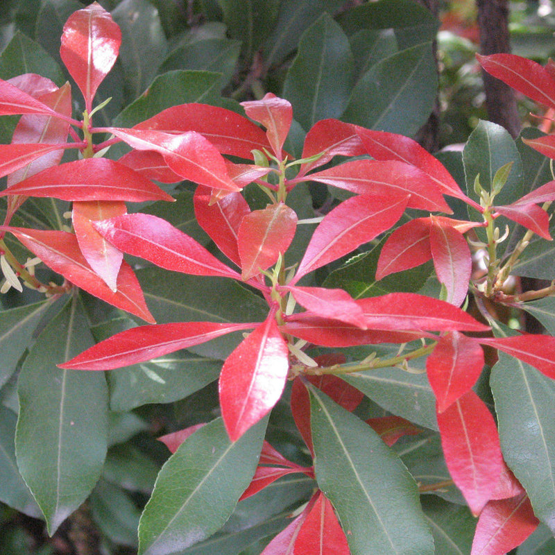 Mountain Fire Pieris - Shipped