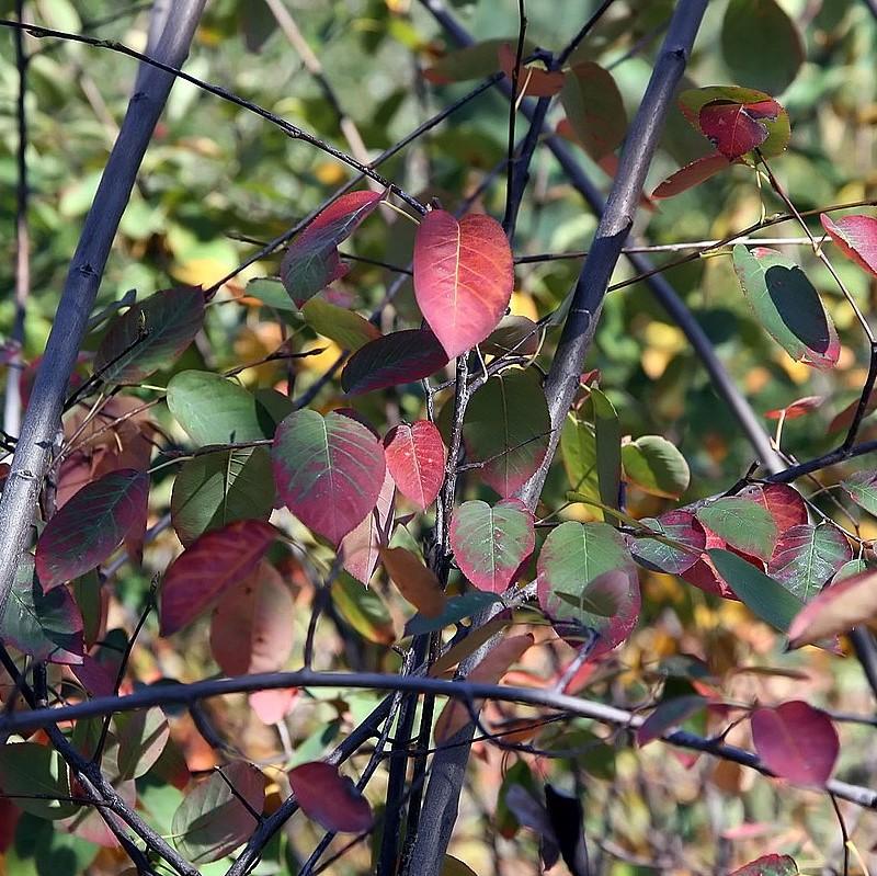 Autumn Brilliance Apple Serviceberry - Shipped