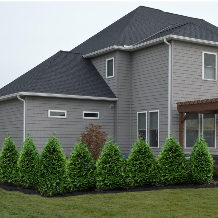 Thuja occidentalis 'Junior Giant'  - Junior Giant Arborvitae - Shipped