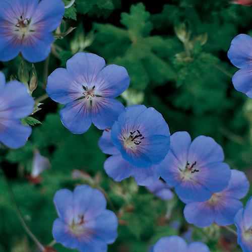 Rozanne Cranesbill - Shipped