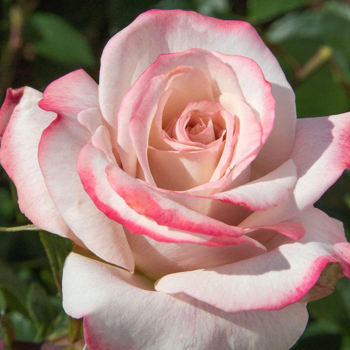 Rosa 'Meivanae'  - Pinkerbelle™ Rose - Shipped