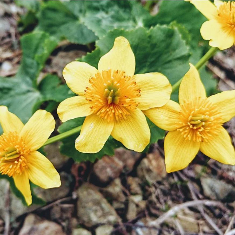 Marsh Marigold - Shipped