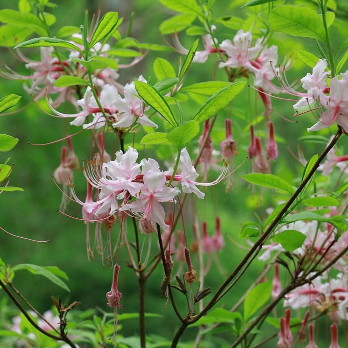 Rhododendron periclymenoides  - Pinxterbloom Azalea - Shipped