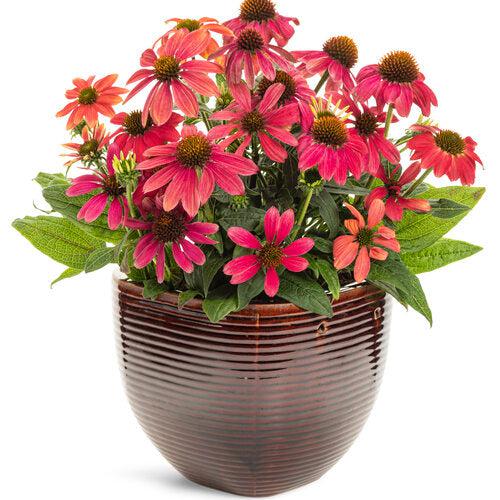 PW® Summersong™ Firefinch™ Coneflower - Shipped