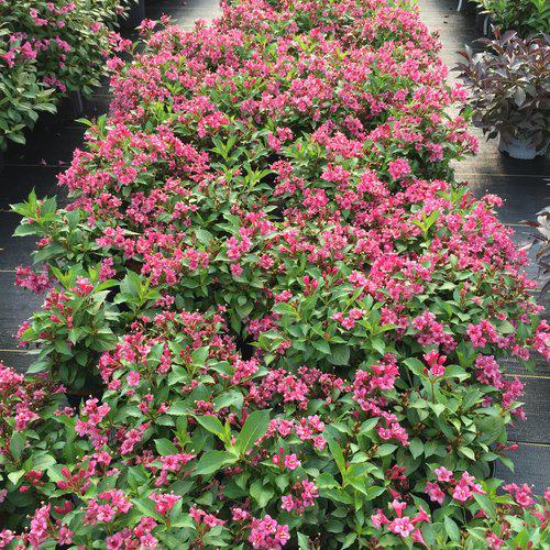 Snippet® Dark Pink Weigela - Shipped