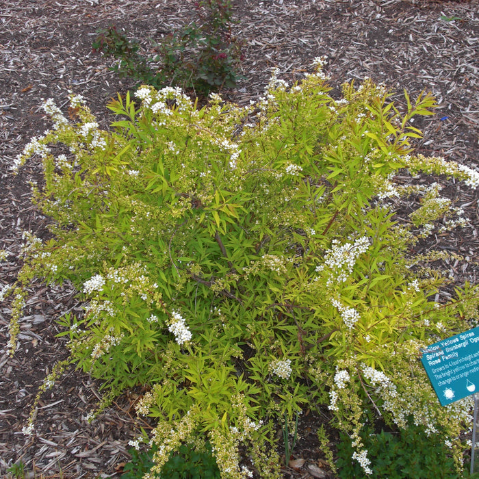 Spiraea thunbergii 'Ogon'  - Gold Thread™ Spirea, Mellow Yellow Spiraea - Shipped