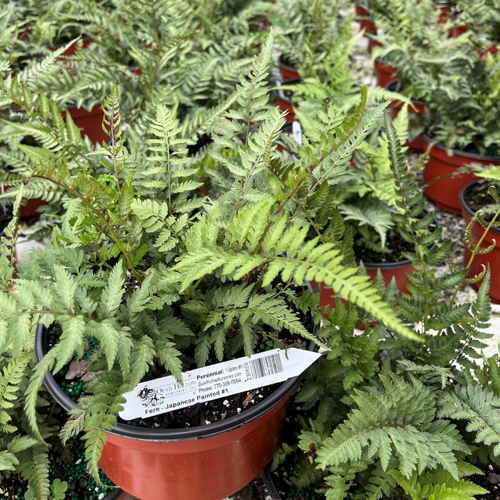 Japanese Painted Fern