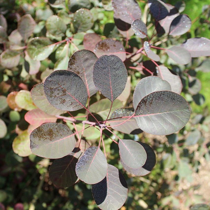 Cotinus coggygria 'Royal Purple'  - Royal Purple Smoke Tree - Shipped