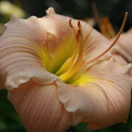 Hemerocallis 'Barbara Mitchell'  - Barbara Mitchell Daylily - Shipped