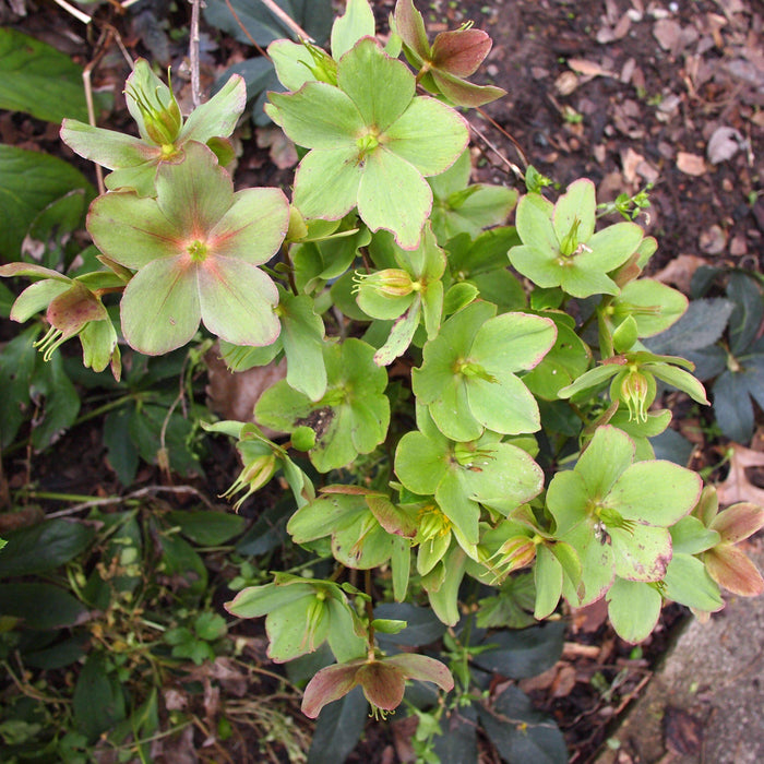 Helleborus x ericsmithii 'COSEH 730'  - HGC® Champion Lenten Rose - Shipped