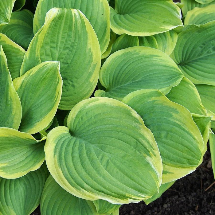 Hosta 'Fragrant Bouquet'  - Fragrant Bouquet Hosta - Shipped