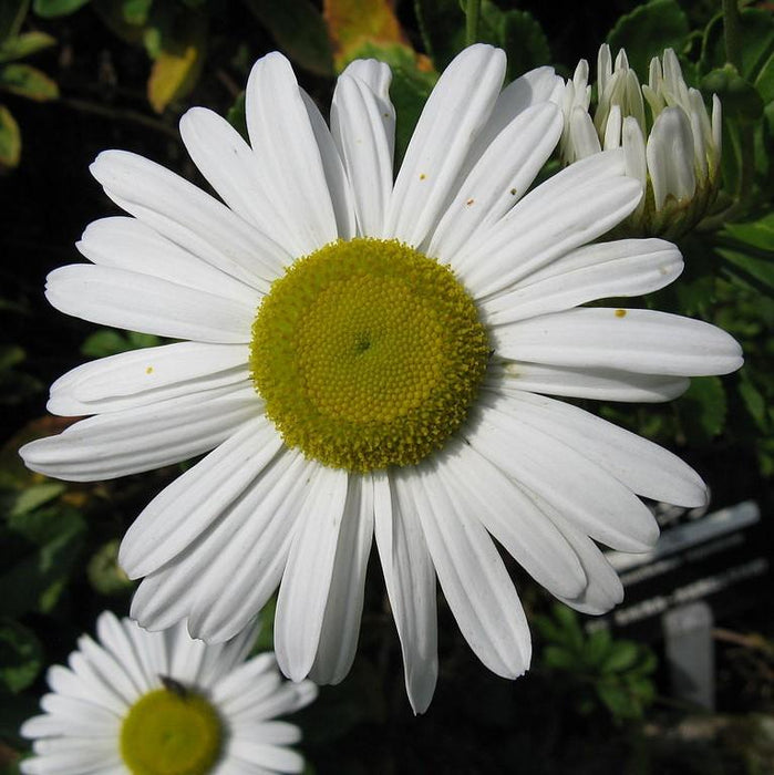 Nippon Daisy - Shipped