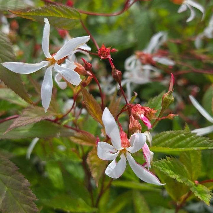 Porteranthus trifoliatus  - Bowman's Root - Shipped