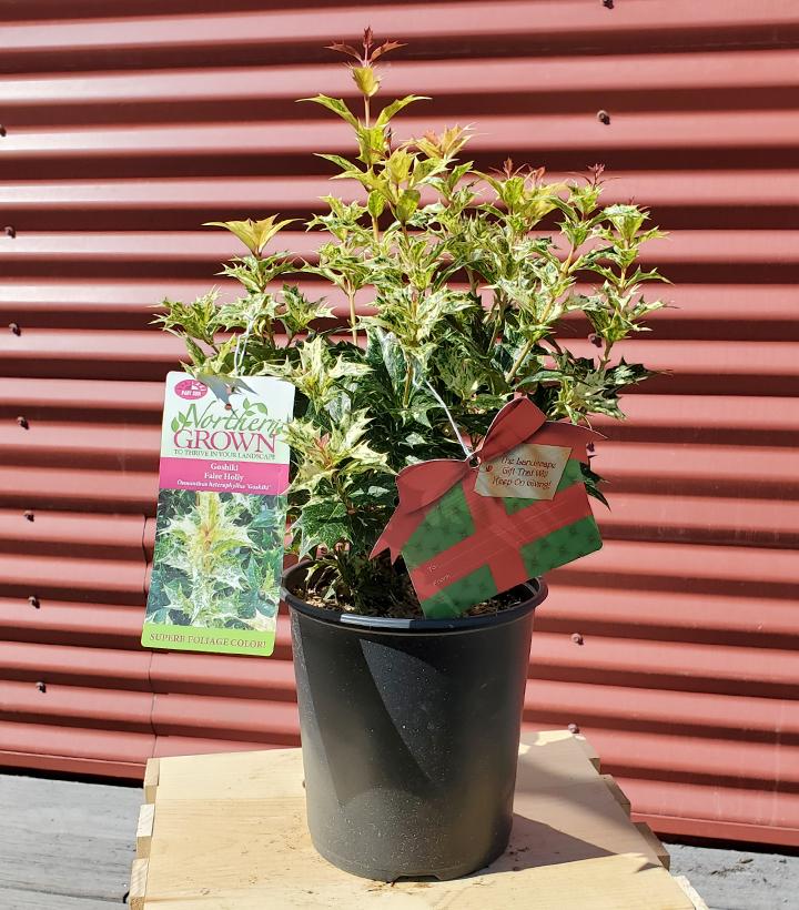 Osmanthus heterophyllus 'Goshiki' - Shipped