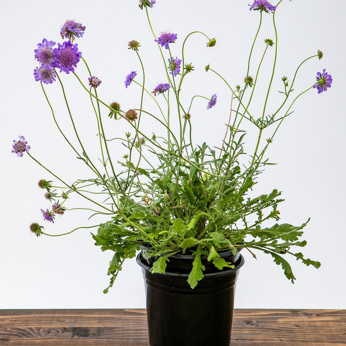 Scabiosa columbaria 'Butterfly Blue'  - Butterfly Blue Pincushion Flower - Shipped