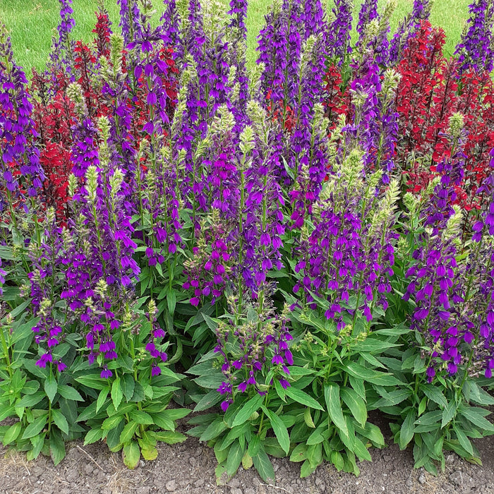 Lobelia x speciosa 'PAS1302712'  - Starship™ Blue Cardinal Flower - Shipped