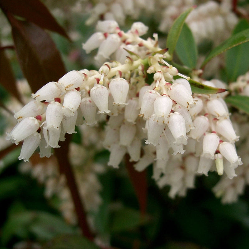 Coastal Leucothoe - Shipped