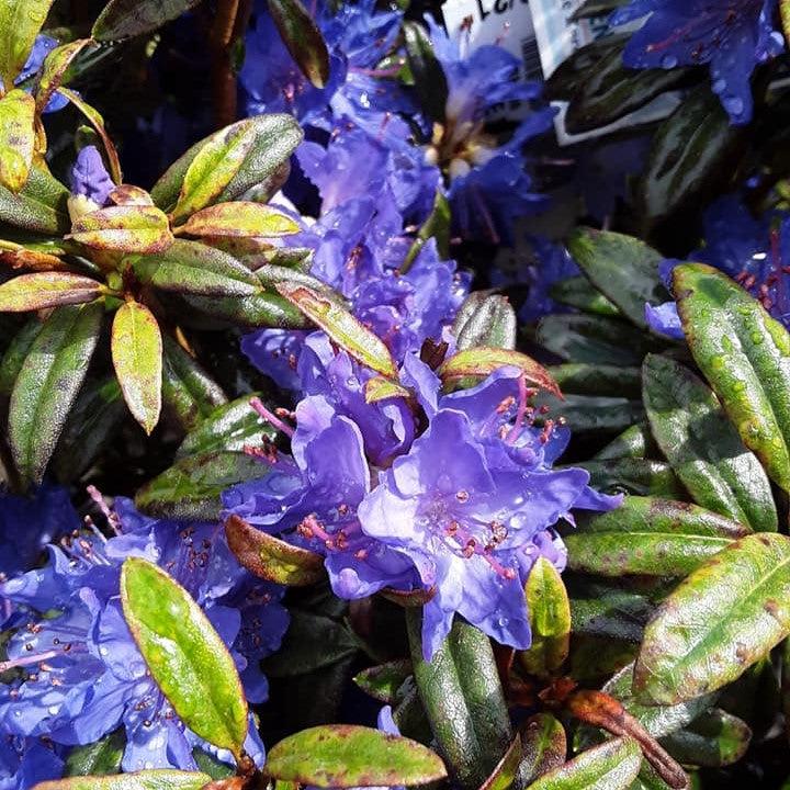 Blue Baron Rhododendron #2