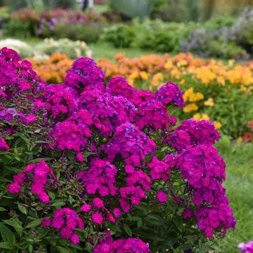 Luminary® Ultraviolet Phlox - Shipped