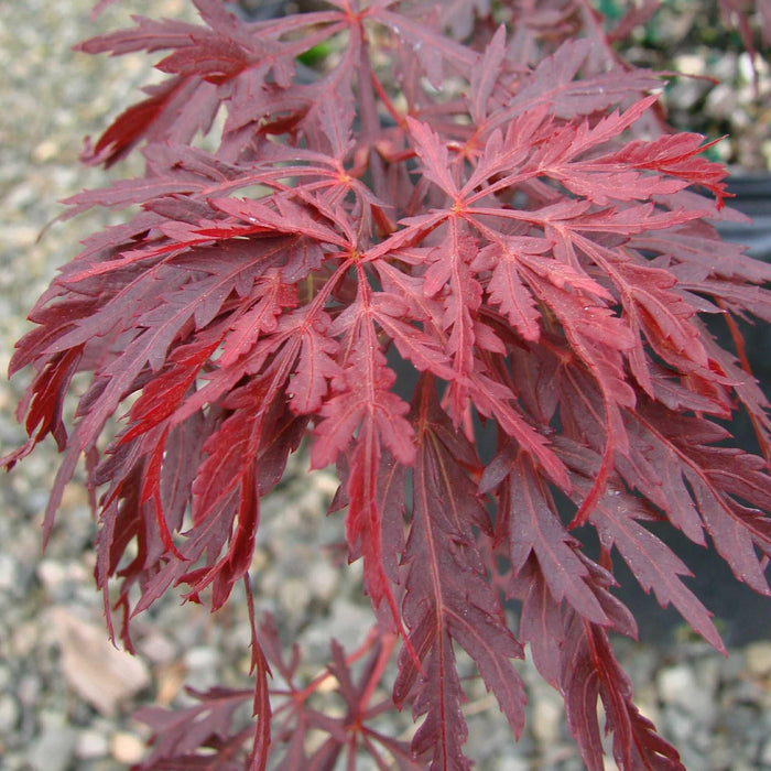 Acer palmatum var. dissectum 'Red Dragon'  - Red Dragon Japanese Maple - Shipped
