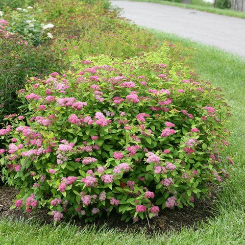 Double Play® Big Bang Spirea - Shipped