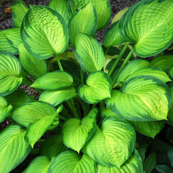 Hosta 'Guacamole'  - Guacamole Hosta - Shipped