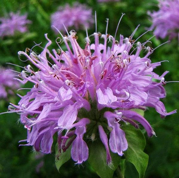 Monarda 'Blue Moon'  - Sugar Buzz® Blue Moon Bee Balm - Shipped