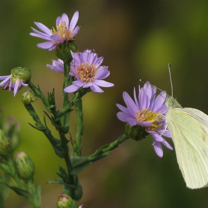 Aster laevis  - Smooth Aster - Shipped
